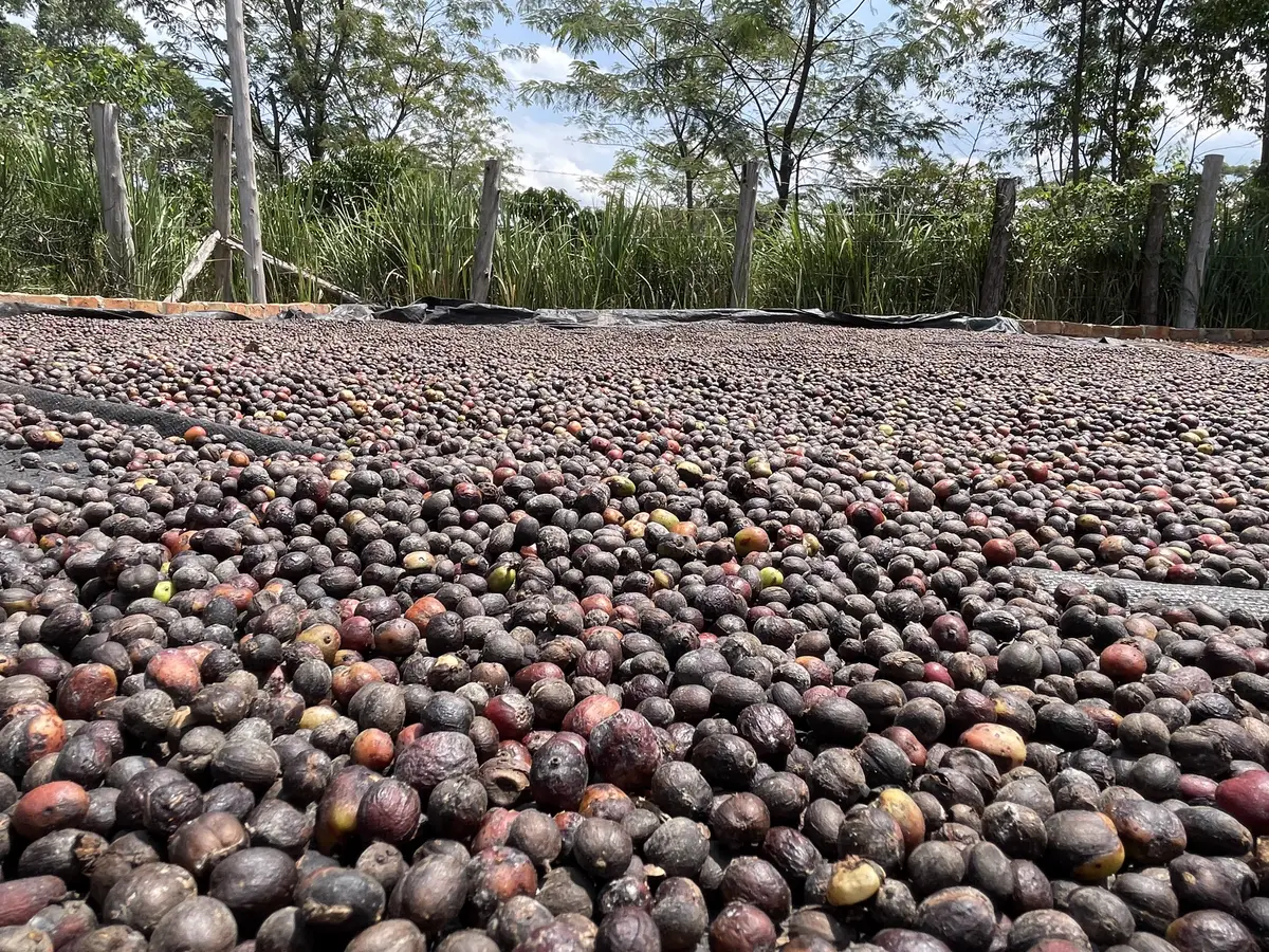 Coffee cherries spread out to dry on a raised bed in the sun, with a fence and trees behind