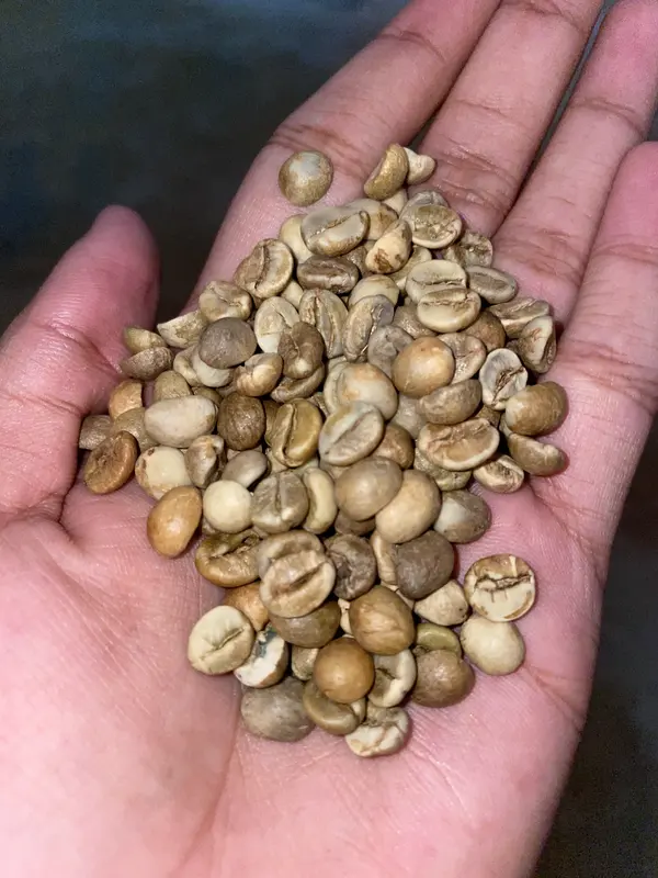A handful of hulled green Robusta beans