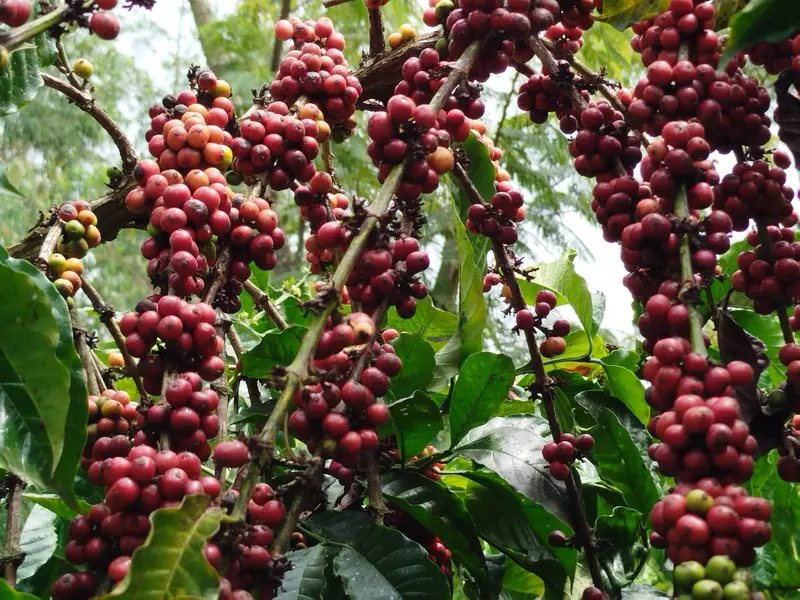 Dense clusters of ripe red and orange Robusta cherries along the branches