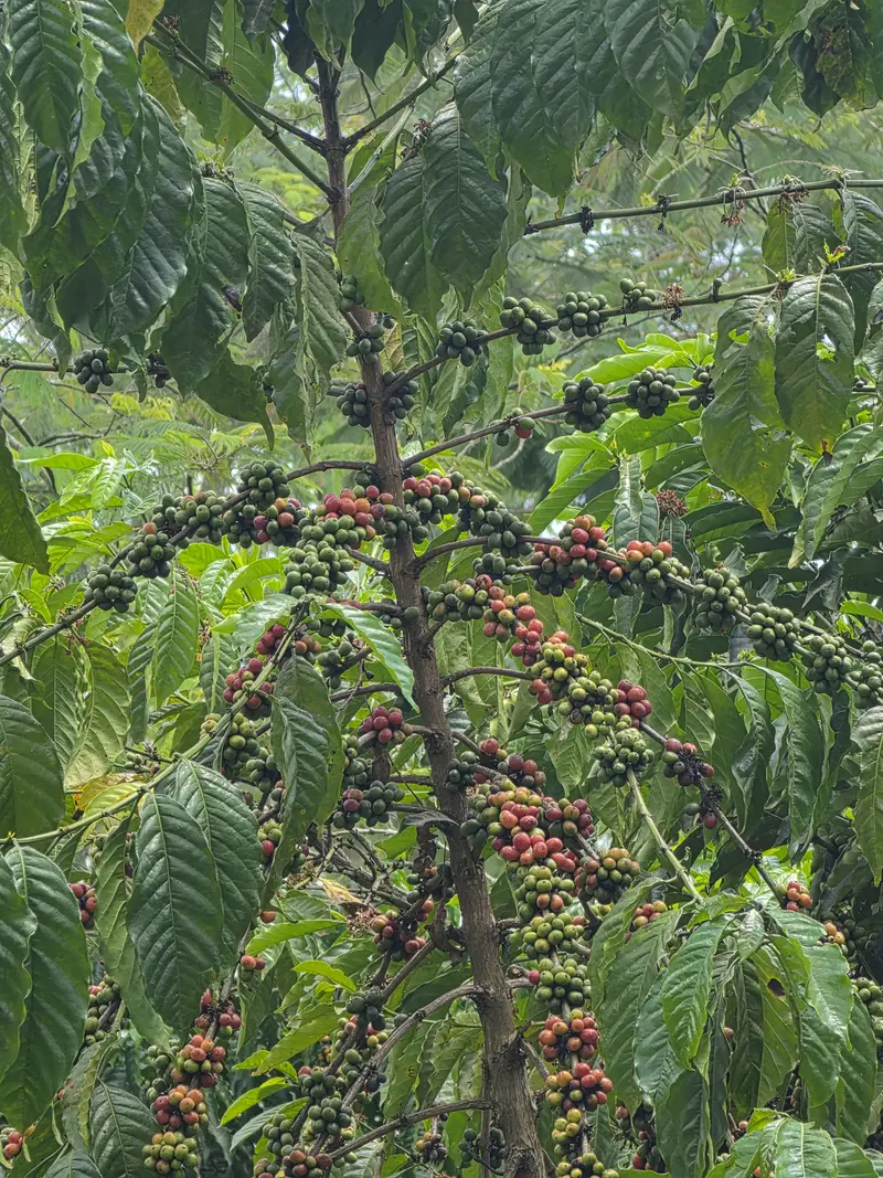 A Robusta tree on the farm with clusters of green and ripening red cherries along its branches